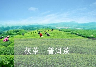 茯茶 普洱茶/2023042824396